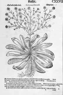 Mattioli Pietro Andrea – Čekanka, původní dřevořez, 1562