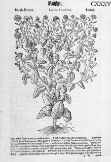 Mattioli Pietro Andrea – Locika, původní dřevořez, 1562