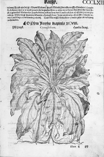 Mattioli Pietro Andrea – Užanka lékařská, původní dřevořez, 1562