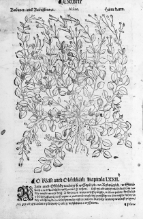 Mattioli Pietro Andrea – Žabinec obecný, původní dřevořez, 1562