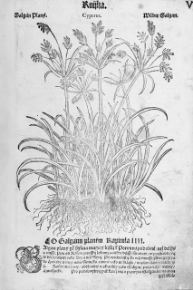 Mattioli Pietro Andrea – Šáchor dlouhý, původní dřevořez, 1562