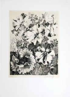 Švabinský Max – Petúnie, původní litografie se žlutým podtiskem, 1954