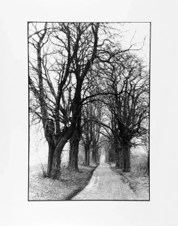 Rysová Hana – Kaštanová alej z Litoměřic do Terezína, autorská fotografie, nedatováno