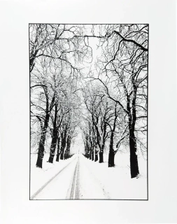 Rysová Hana – Alej, autorská fotografie, nedatováno