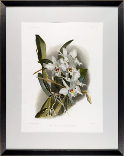 Leutzsch Gustav – Orchidea, Laelia anceps Schröderiana, barevná chromolitografie, 1888