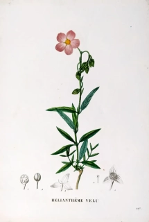 Saint–Hilaire Jaume – Devaterník, staře kolorovaný původní lept, 1833