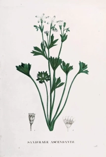 Saint–Hilaire Jaume – Lomikámen, staře kolorovaný původní lept, 1833