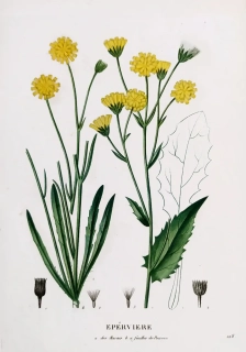 Saint–Hilaire Jaume – Jestřábník, staře kolorovaný původní lept, 1833