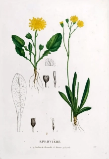 Saint–Hilaire Jaume – Jestřábník, staře kolorovaný původní lept, 1833