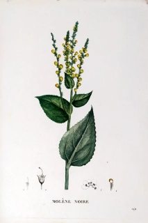 Saint–Hilaire Jaume – Divizna černá, staře kolorovaný původní lept, 1833