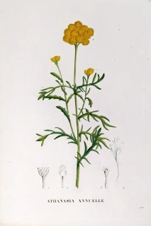 Saint–Hilaire Jaume – Vratič obecný, staře kolorovaný původní lept, 1833