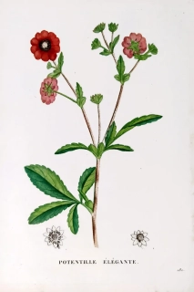 Saint–Hilaire Jaume – Mochna, staře kolorovaný původní lept, 1833