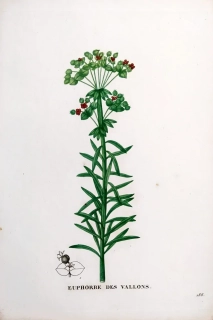 Saint–Hilaire Jaume – Pryšec statný, staře kolorovaný původní lept, 1833
