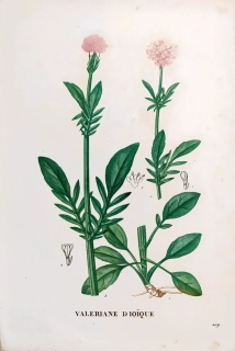 Saint–Hilaire Jaume – Kozlík dvoudomý, staře kolorovaný původní lept, 1833