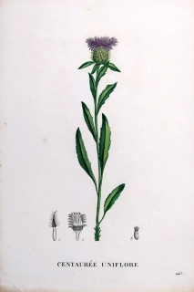 Saint–Hilaire Jaume – Chrpa, staře kolorovaný původní lept, 1833