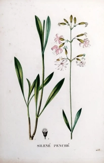 Saint–Hilaire Jaume – Silenka, staře kolorovaný původní lept, 1833