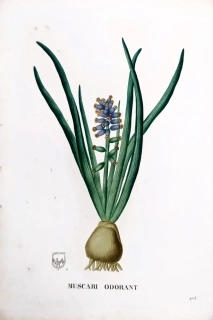 Saint–Hilaire Jaume – Modřenec, staře kolorovaný původní lept, 1833