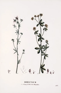 Saint–Hilaire Jaume – Bílojetel, staře kolorovaný původní lept, 1833
