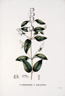 Saint–Hilaire Jaume – Pámelník, staře kolorovaný původní lept, 1833