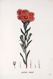 Saint–Hilaire Jaume – Hvězdnice, staře kolorovaný původní lept, 1833