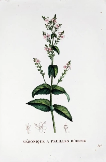 Saint–Hilaire Jaume – Rozrazil, staře kolorovaný původní lept, 1833