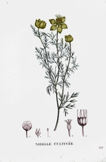 Saint–Hilaire Jaume – Černucha, staře kolorovaný původní lept, 1833