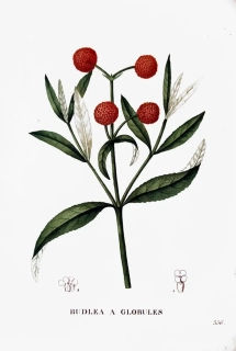 Saint–Hilaire Jaume – Komule kulovitá, staře kolorovaný původní lept, 1833