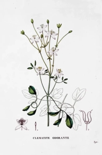 Saint–Hilaire Jaume – Plamének, staře kolorovaný původní lept, 1833