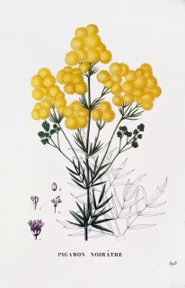 Saint–Hilaire Jaume – Pigemon, staře kolorovaný původní lept, 1833