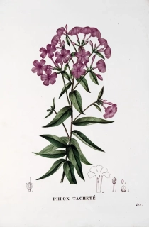 Saint–Hilaire Jaume – Plamenka (Phlox), staře kolorovaný původní lept, 1833