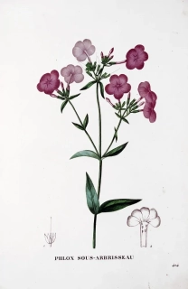 Saint–Hilaire Jaume – Plamenka (Phlox), staře kolorovaný původní lept, 1833
