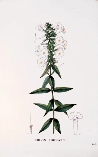 Saint–Hilaire Jaume – Plamenka (Phlox), staře kolorovaný původní lept, 1833