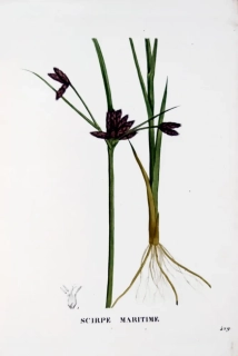 Saint–Hilaire Jaume – Kamyšník přímořský, staře kolorovaný původní lept, 1833