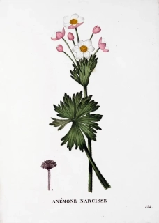 Saint–Hilaire Jaume – Větrnice narcisokvětá, staře kolorovaný původní lept, 1833