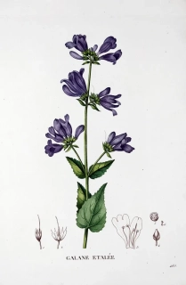 Saint–Hilaire Jaume – Dračík, staře kolorovaný původní lept, 1833