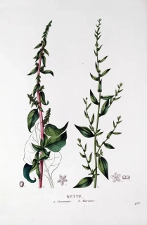 Saint–Hilaire Jaume – Mangold, staře kolorovaný původní lept, 1833