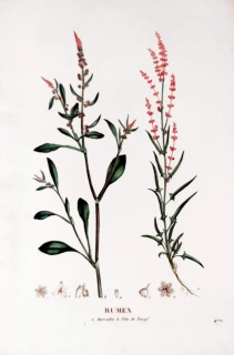 Saint–Hilaire Jaume – Šťovík, staře kolorovaný původní lept, 1833