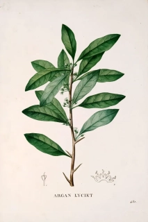 Saint–Hilaire Jaume – Argánie trnitá, staře kolorovaný původní lept, 1833