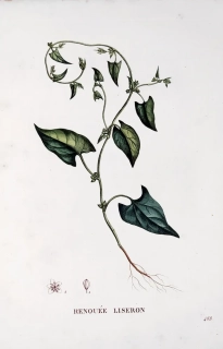 Saint–Hilaire Jaume – Opletka obecná, staře kolorovaný původní lept, 1833