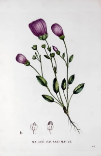 Saint–Hilaire Jaume – Slézovka, staře kolorovaný původní lept, 1833