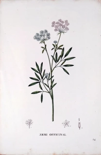 Saint–Hilaire Jaume – Morač větší, staře kolorovaný původní lept, 1833
