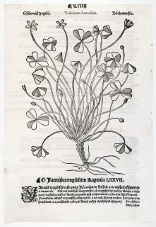 Mattioli Pietro Andrea – Šťavel kyselý, původní dřevořez, 1562