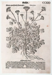 Mattioli Pietro Andrea – Tromín, Všedobr horský, původní dřevořez, 1562