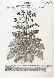 Mattioli Pietro Andrea – Mléč drsný, Mléč hladký, původní dřevořez, 1562