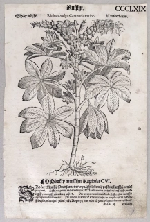 Mattioli Pietro Andrea – Skočec obecný, původní dřevořez, 1562