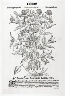 Mattioli Pietro Andrea – Mochna husí, Sadec konopáč, původní dřevořez, 1562