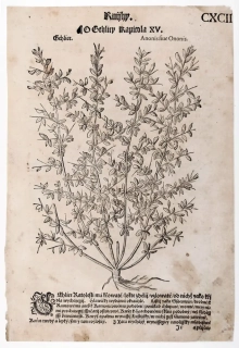 Mattioli Pietro Andrea – Jehlice trnitá, původní dřevořez, 1562
