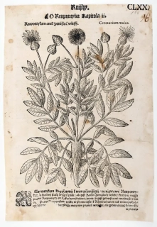 Mattioli Pietro Andrea – Zeměžluč, původní dřevořez, 1562