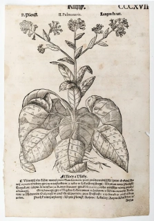 Mattioli Pietro Andrea – Plicník lékařský, původní dřevořez, 1562