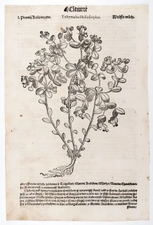 Mattioli Pietro Andrea – Pryšec kolovratec, původní dřevořez, 1562